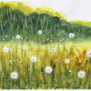 Dandelion Fileds II